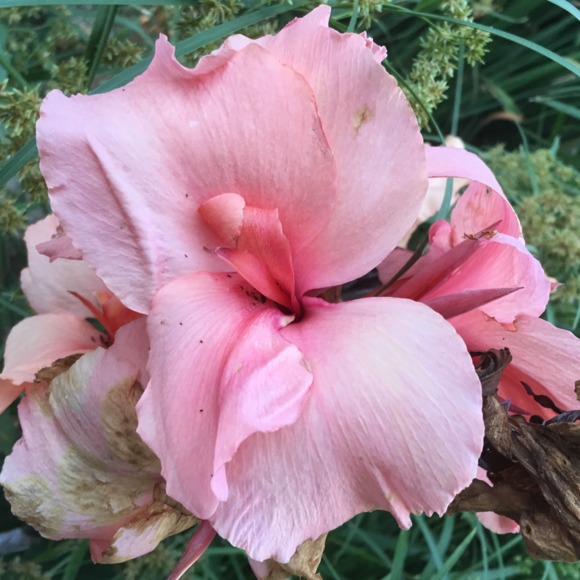 passionfruit25